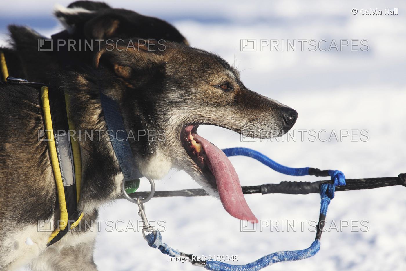 Close Up Of Musher Gerry Willomitzer's Dogs Running On Long Lake During The ...