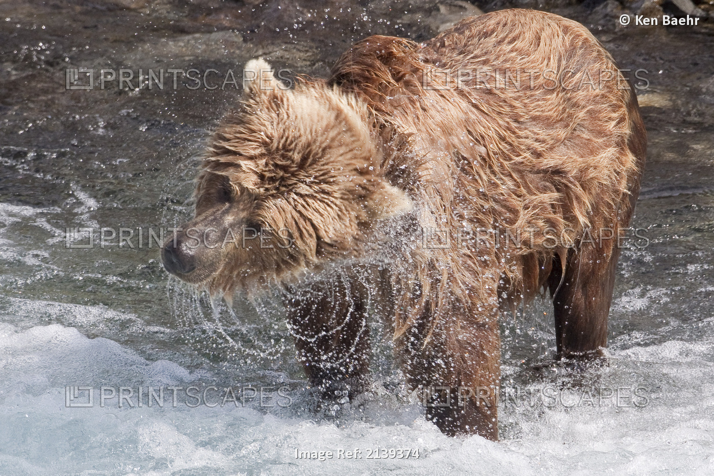 Brown Bear Shakes Dry In Funnel Creek, Katmai National Park, Southwest Alaska, ...