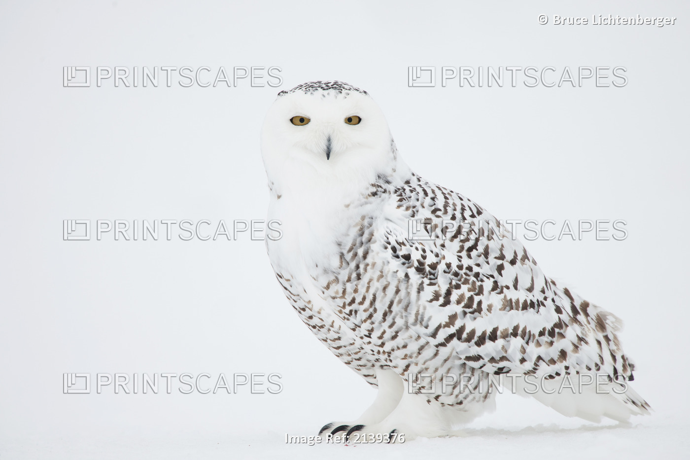 Snowy Owl On Snow, Saint-Barthelemy, Quebec, Canada, Winter
