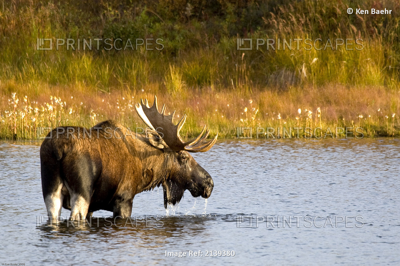 A Large Bull Moose Wades Through A Permafrost Pond In Denali National Park Near ...
