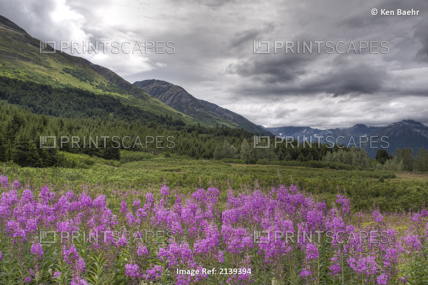 View Of Fireweed Blooms In Turnagain Pass, Kenai Peninsula, Southcentral ...