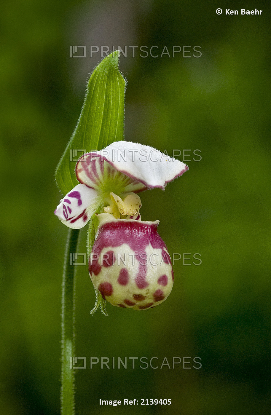 Close Up Of Lady Slipper In Bloom At The Anchorage Botanical Garden, ...
