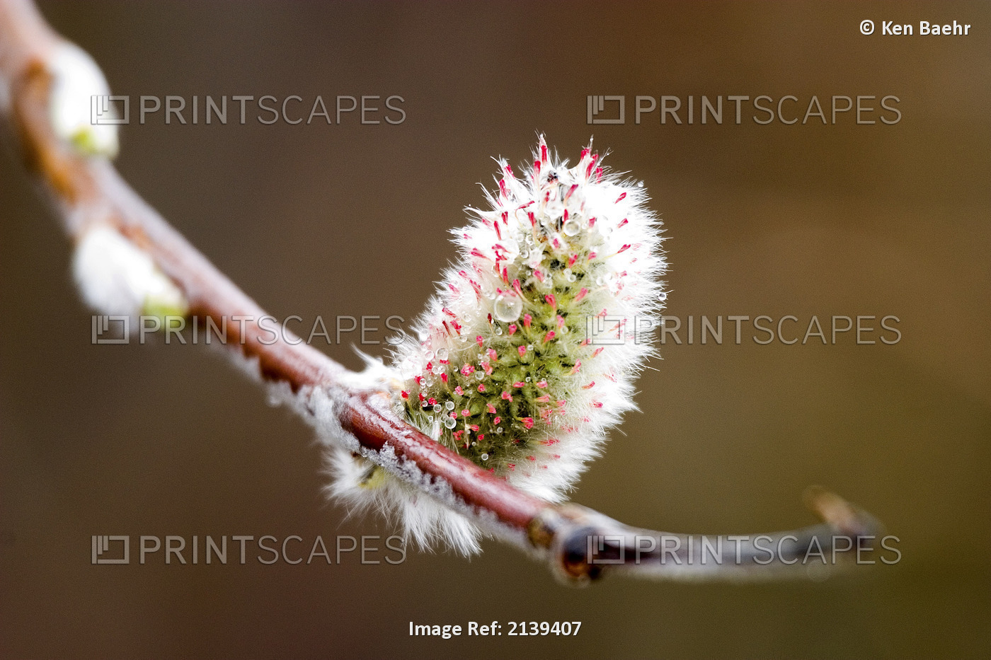 Macro View Of Willow Bud Bloomimg During Snow Melt In Denali National Park, ...