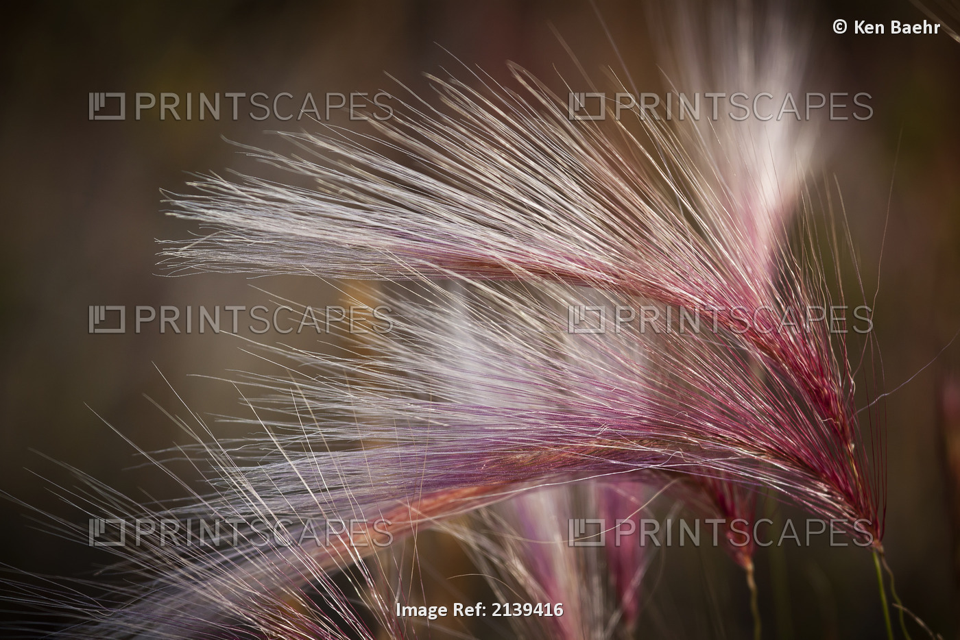 Macro Of Pink Grass In The Maclaren River Valley, Southcentral Alaska, Autumn