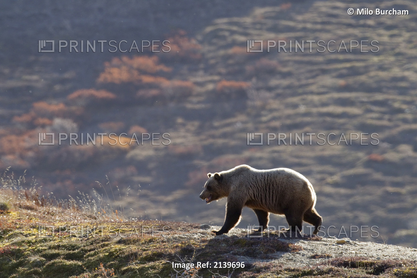 Grizzly Bear Walking On Ridge With Mountainside In Fall Colors In Background, ...