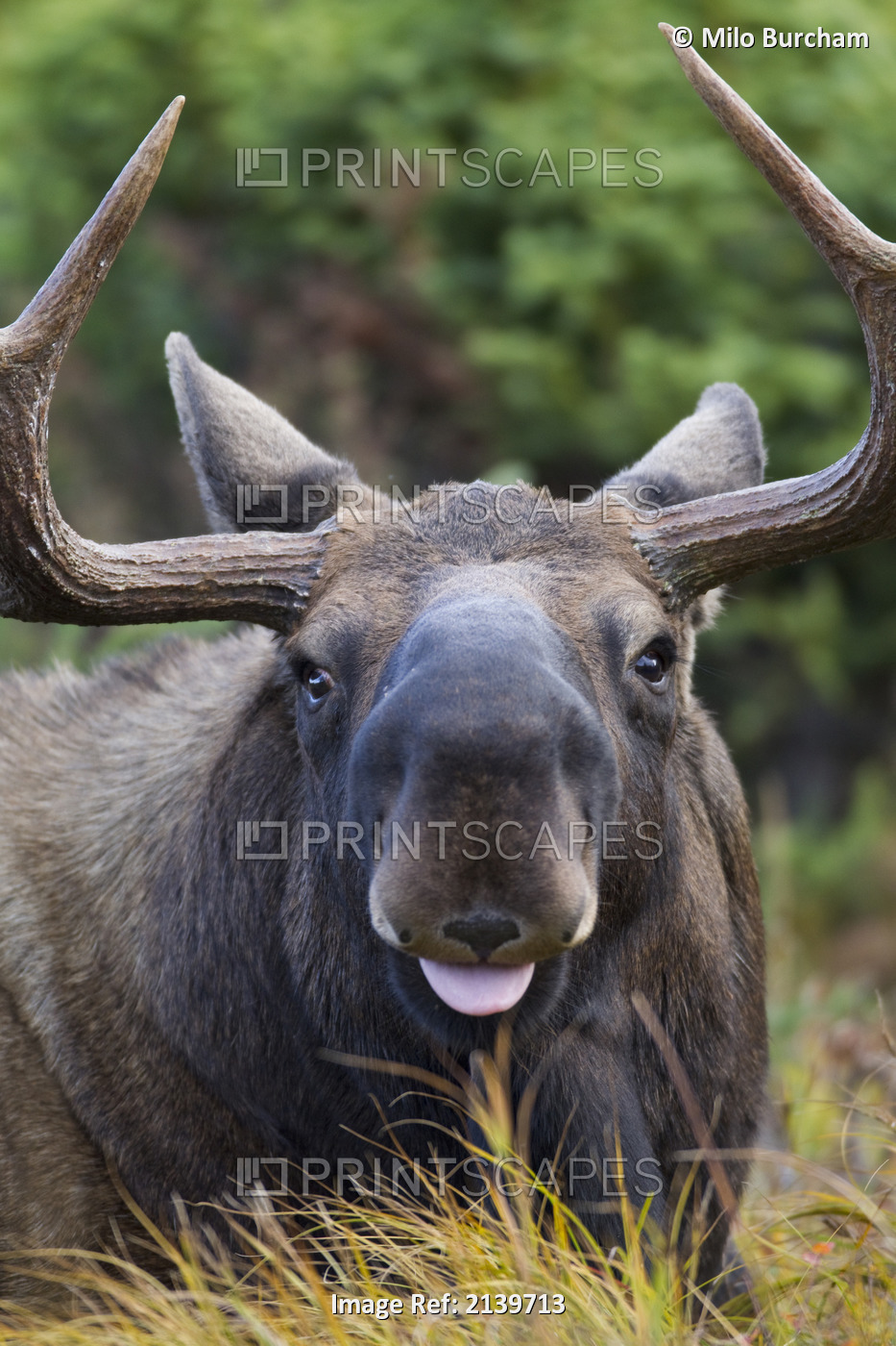 Bull Moose Laying In Grass At Powerline Pass With Tongue Sticking Out From ...