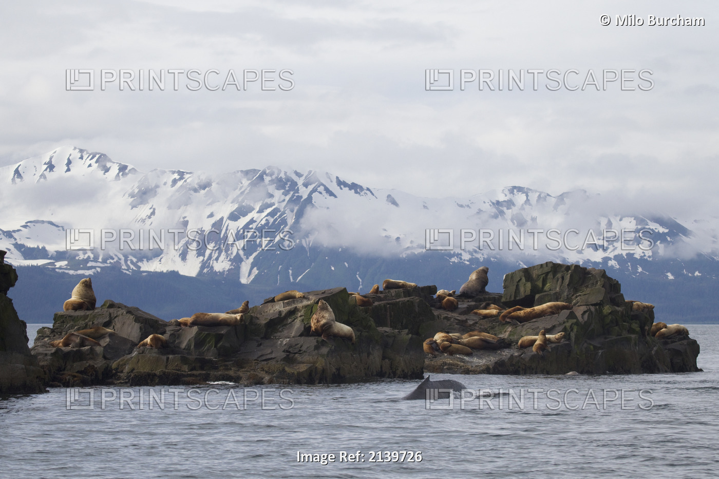 Steller Sea Lions Hauled Out At At The Needle With A Humpback Whale Surfacing ...