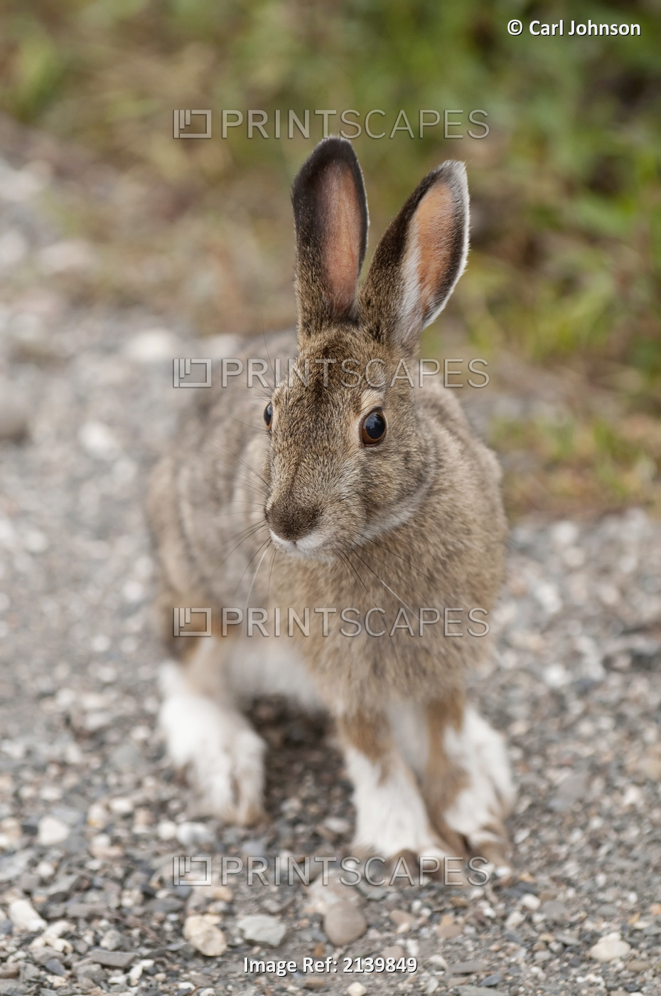 Snowshore Hare Sitting On The Ground In Teklanika Campground, Denali National ...