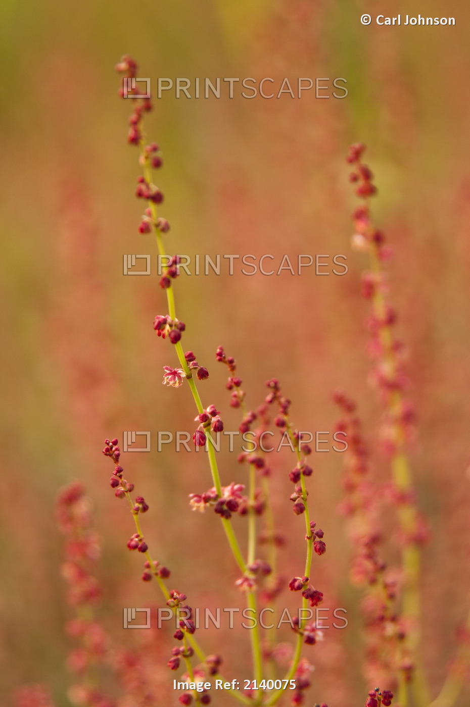 Close Up Of Red Blooms On Grasses In The Chugach Mountains, Anchorage, ...