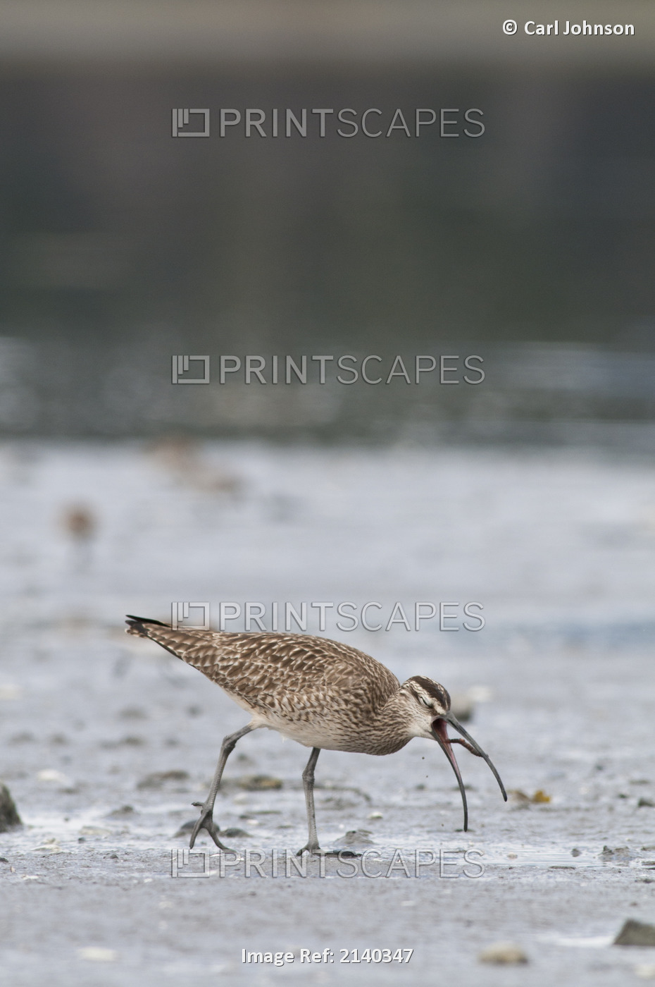 Whimbrel Eats A Worm From The Mud Flats, Hartney Bay, Cordova, Prince William ...