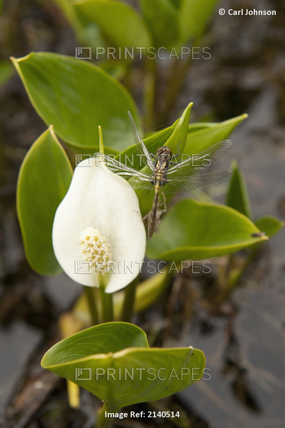 A Dragonfly Rests On A Poisonous Wild Calla Near The Shoreline On Lynx Lake In ...