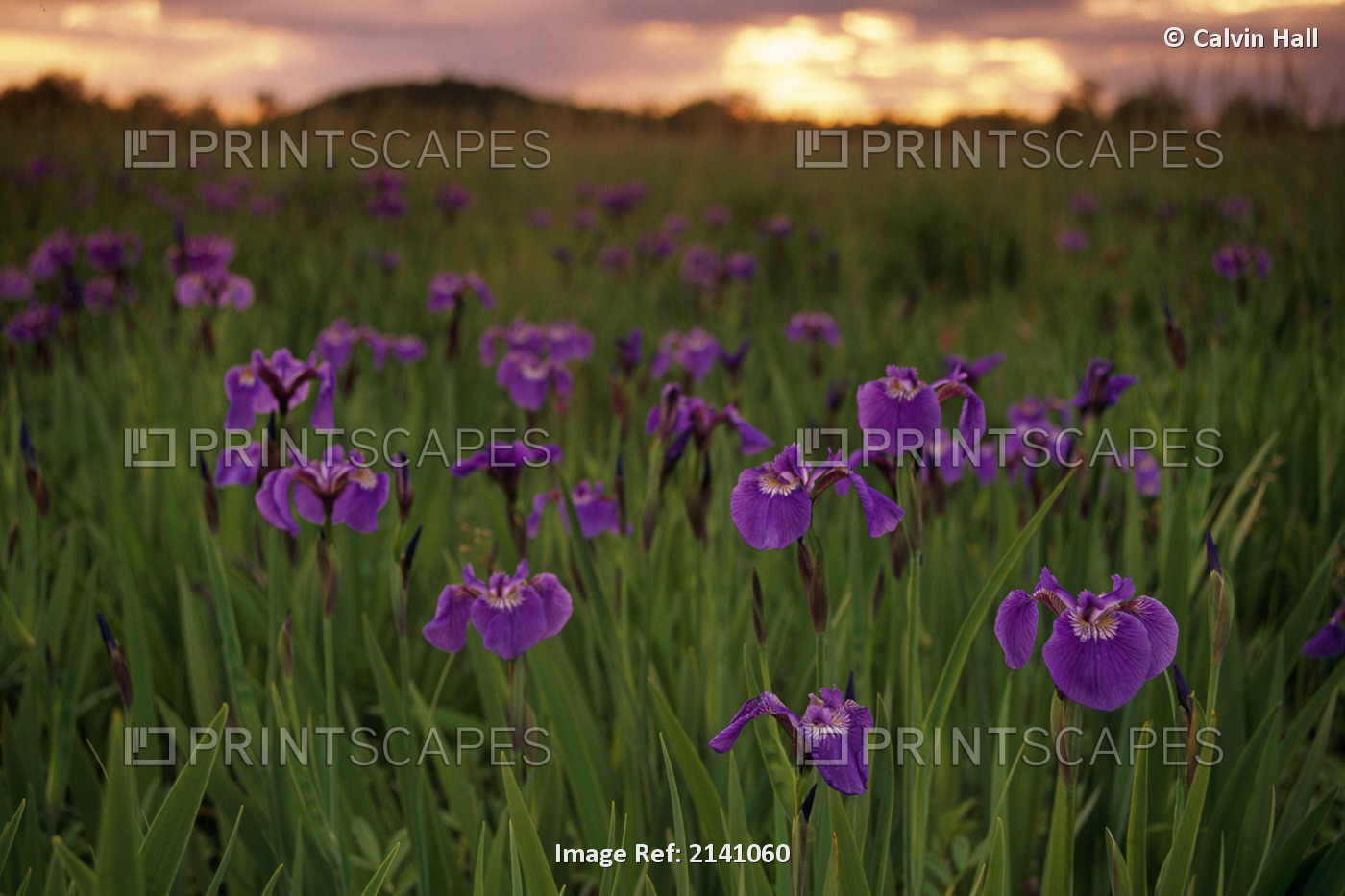 Wild Iris Blooms On Palmer Hayflats @ Sunset Sc Ak Summer Mat-Su Valley