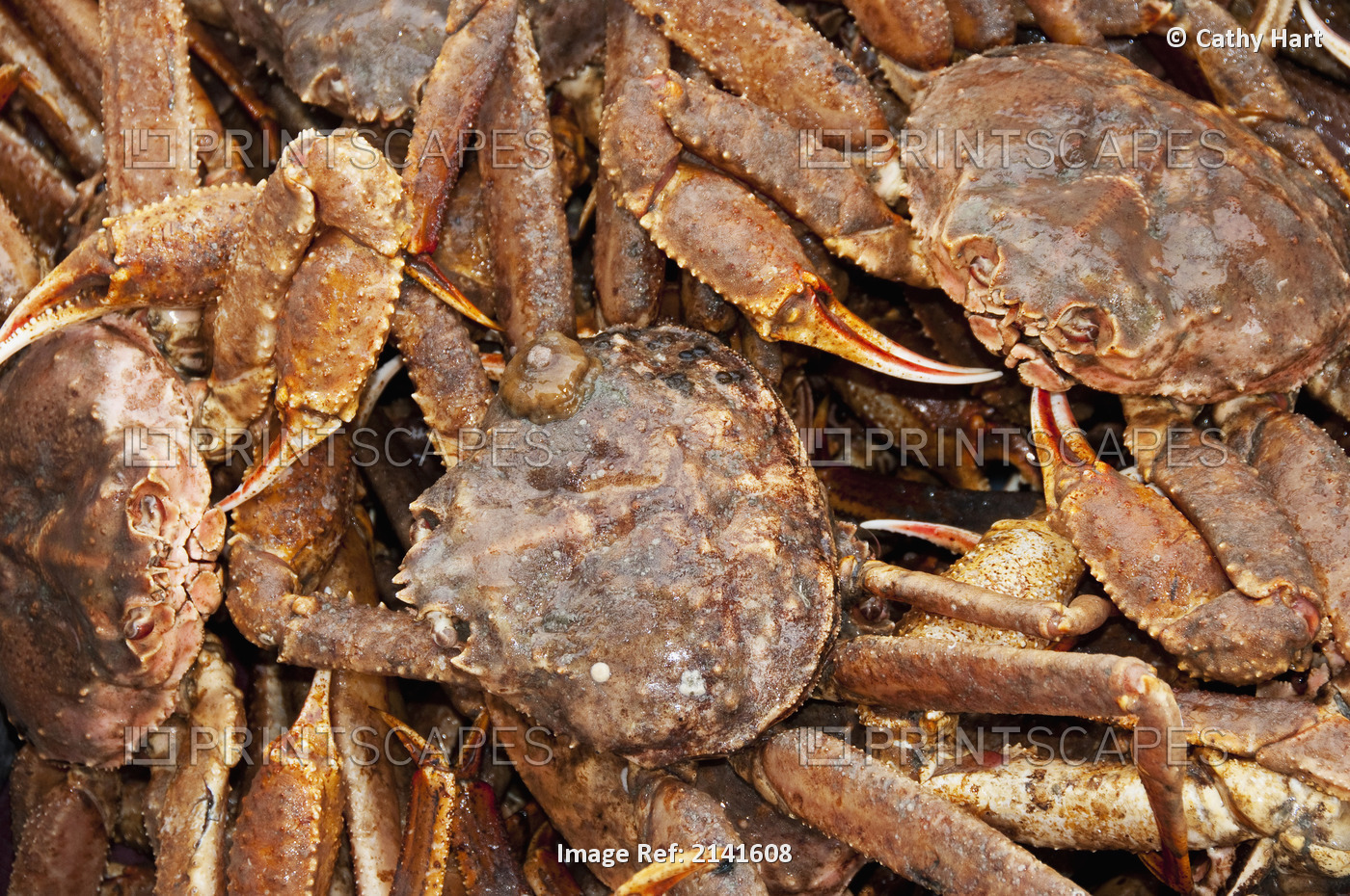 Close Up View Of Tanner Crabs, Kukak Bay, Katmai National Park, Southwest ...