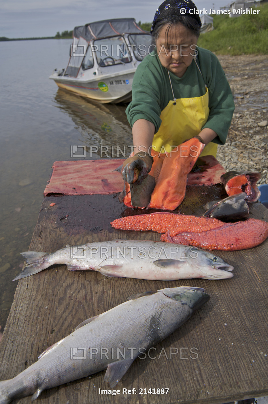 Native Alaskan Woman Prepares Salmon Along The Nushagak Riverbank Near Ekwok, ...