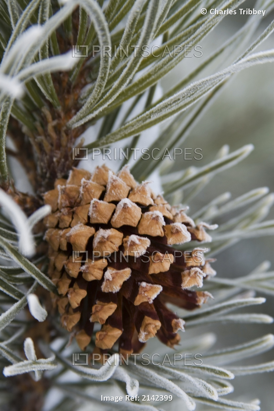 Close-Up Image Of Frost-Covered Pine Cone On Branch In Winter.