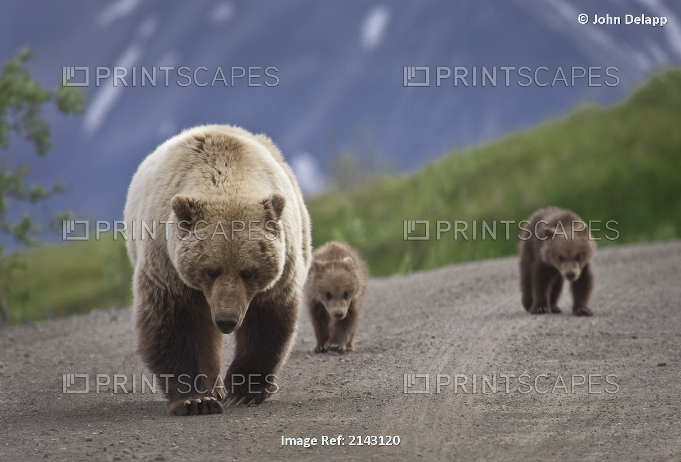 A Grizzly Bear And Two Young Cubs Walk On The Park Road In Denali National Park ...