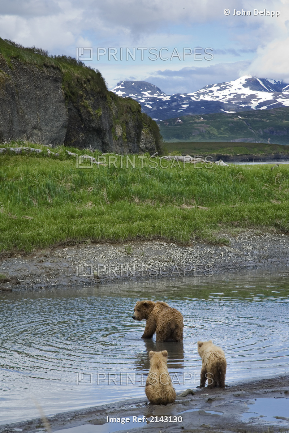 A Sow Brown Bear Looks For Fish While Her Two Cubs Wait On The Bank Of Mikfik ...