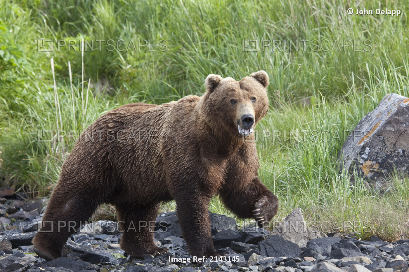 Grizzly Walking On A Rocky Beach With Green Grass In The Background At ...