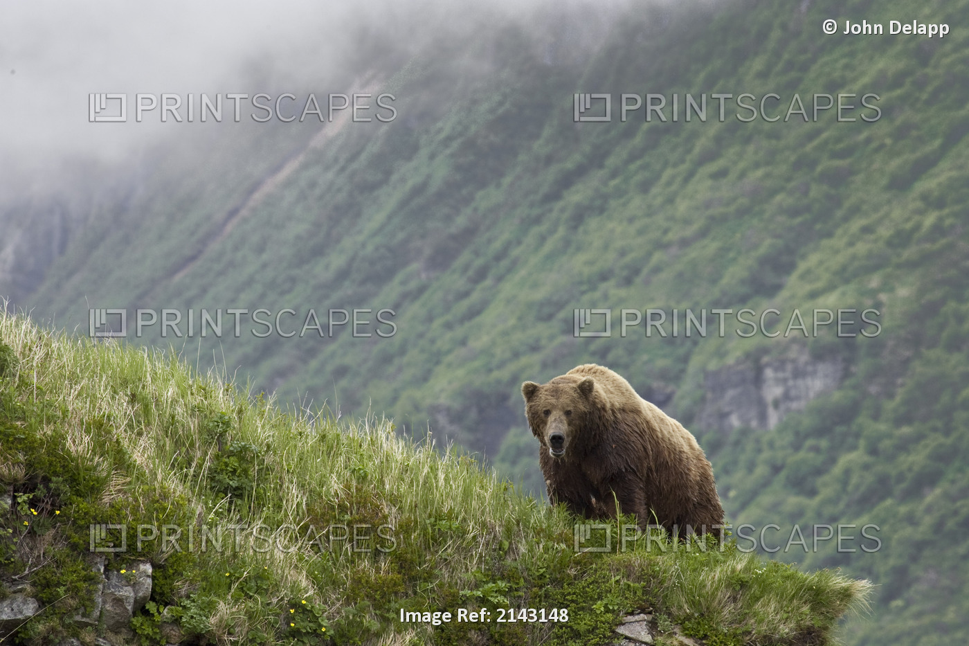 A Male Brown Bear Stands On A Grassy Ridge On An Island In Amalik Bay Near ...