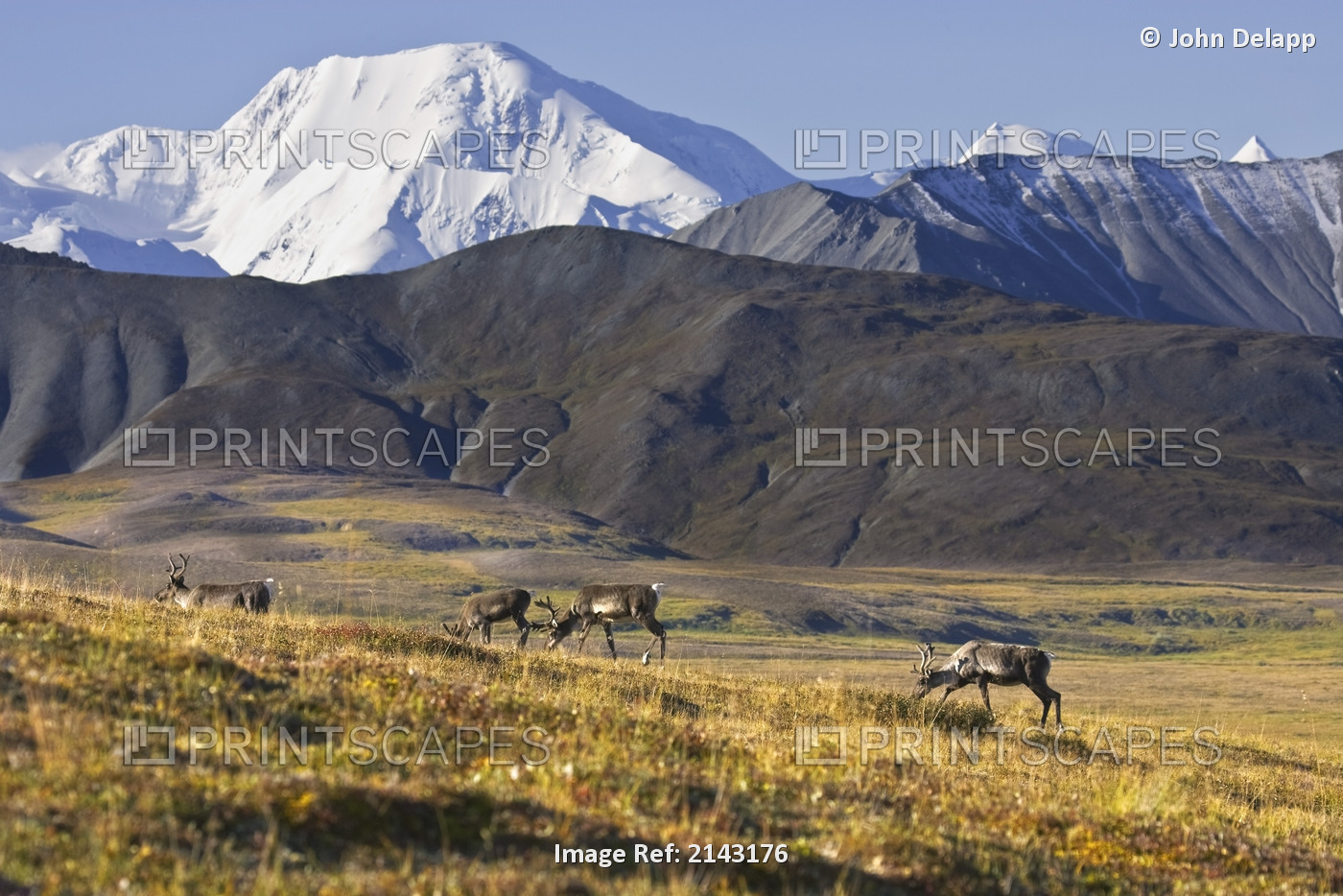 Caribou graze on the side of Stony Hill with the Alaska Range and Mt. Brooks in ...