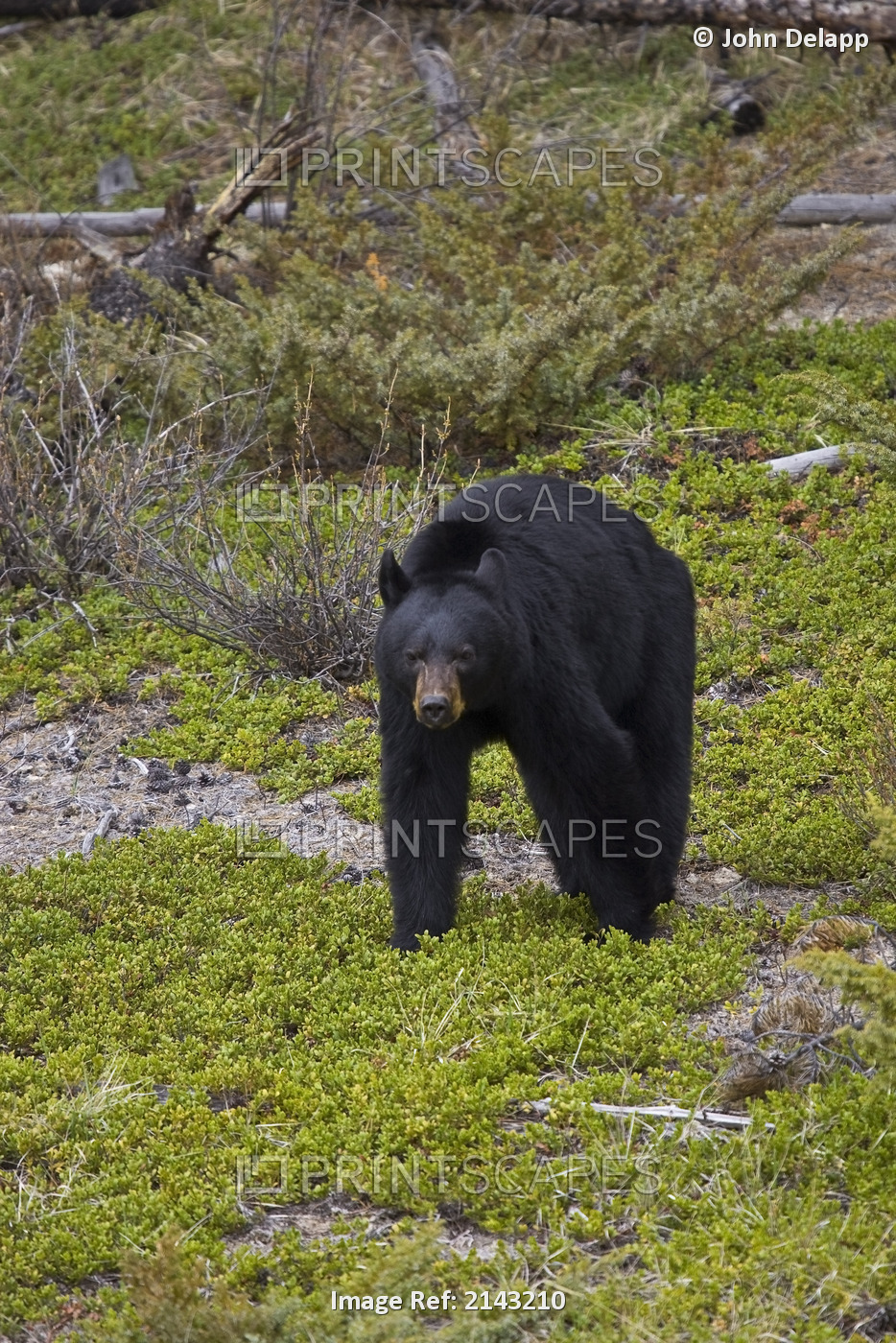 Black Bear Foraging For Food At Jasper National Park. Spring In Alberta Canada.