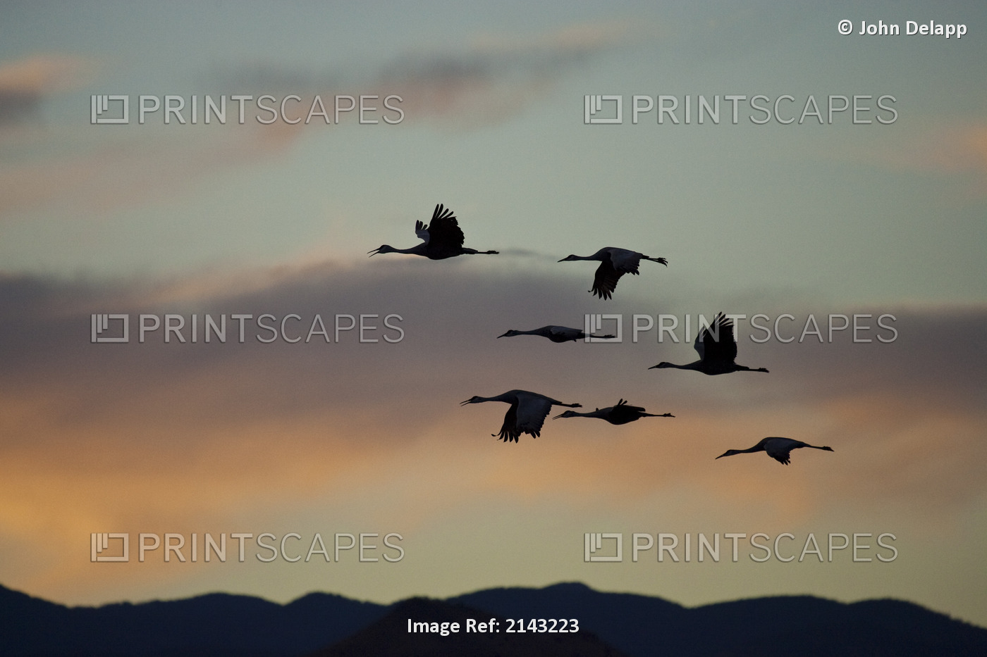 Flock Of Flying Sandhill Cranes At Sunset, Bosque Del Apache Wildlife Refuge, ...