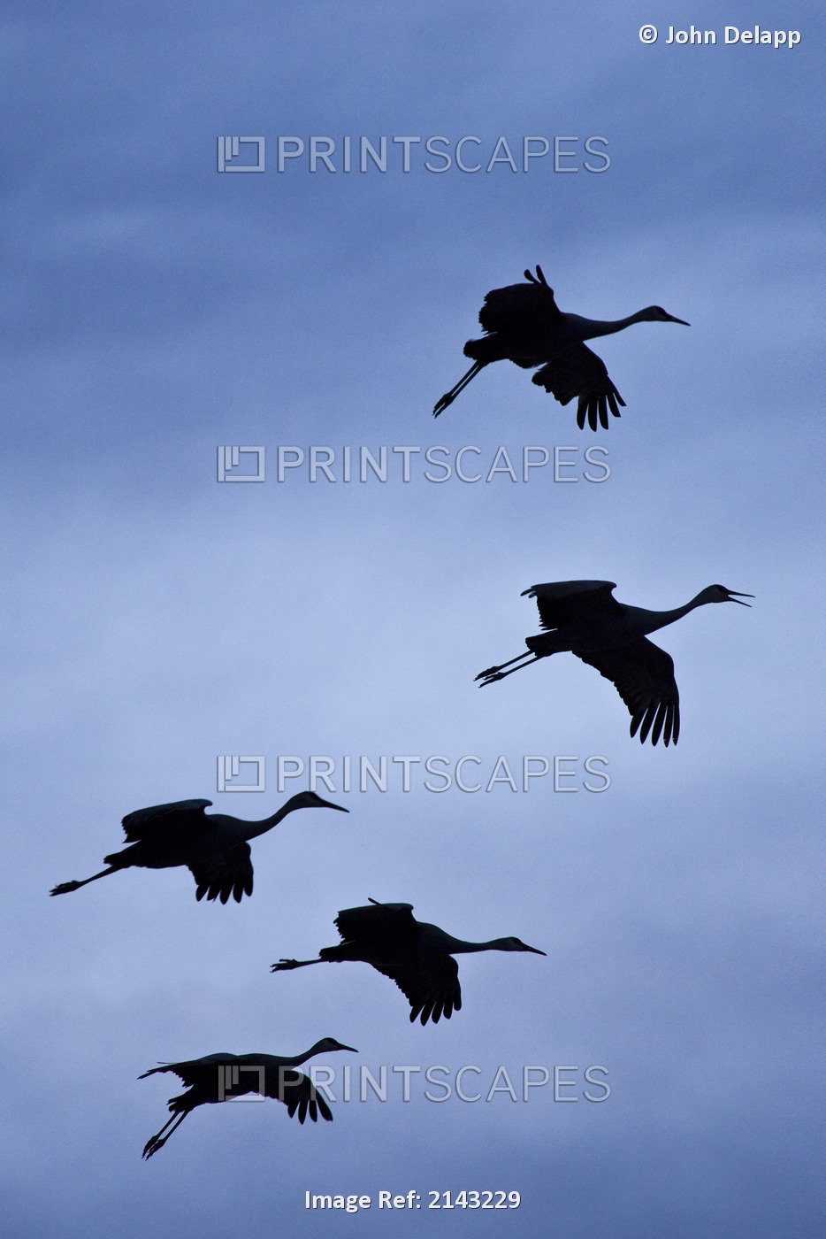 Flock Of Flying Sandhill Cranes Against The Sky Preparing To Land, Bosque Del ...