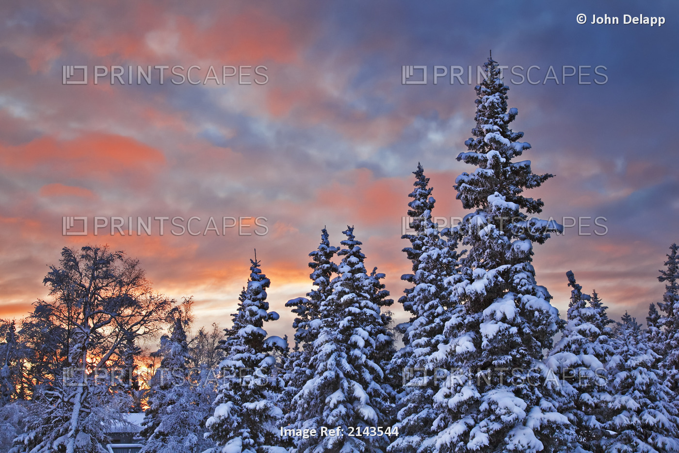 View Of Snow Covered Spruce Trees In A Rural Area Of Anchorage At Sunset, ...