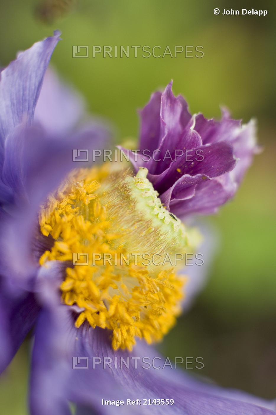 Close-Up Of A Himalayan Poppy Growing In Anchorage. Summer In Southcentral ...