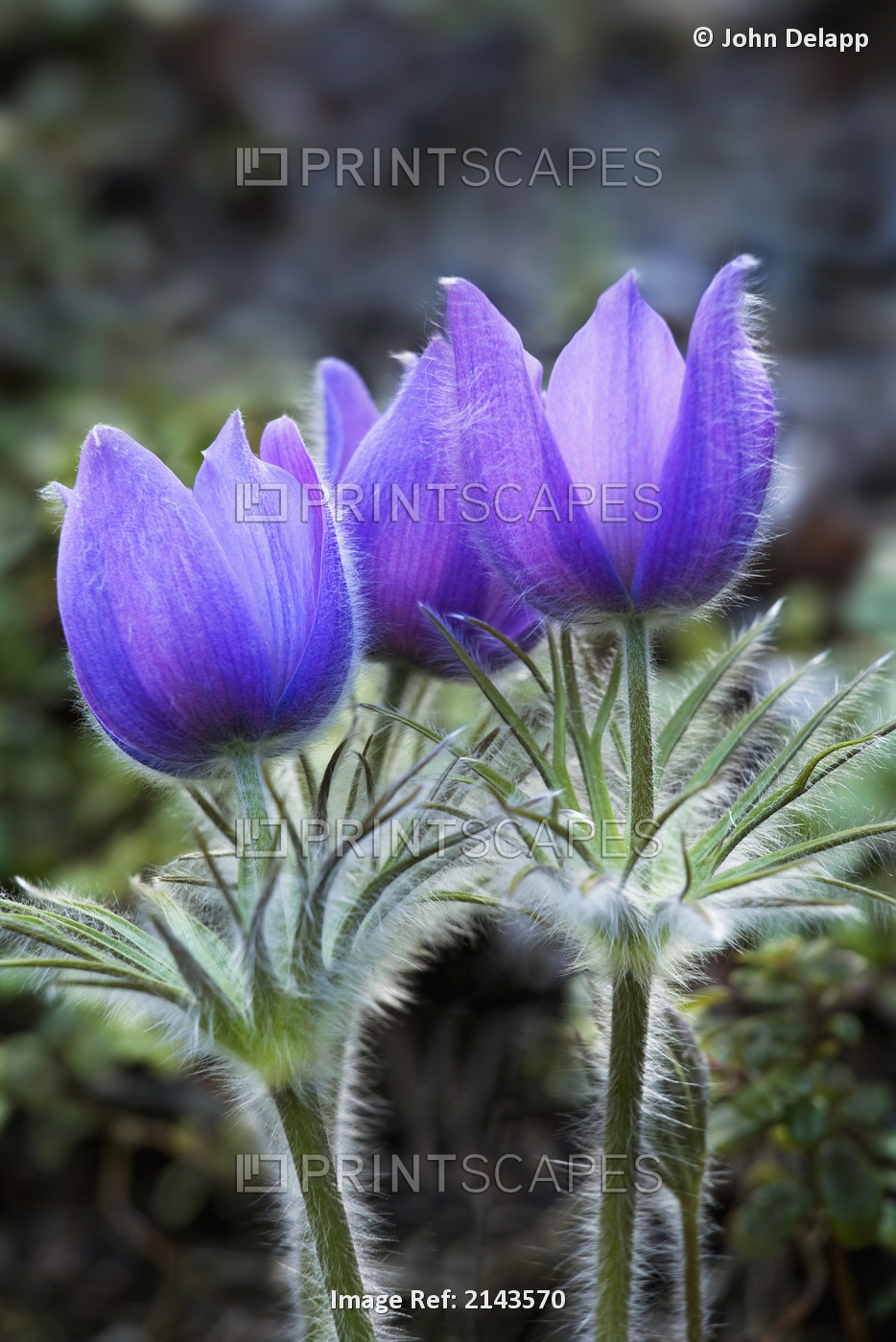 Close Up Of Pasque Flowers (Spring Crocus) Near Tok River State Campground, ...