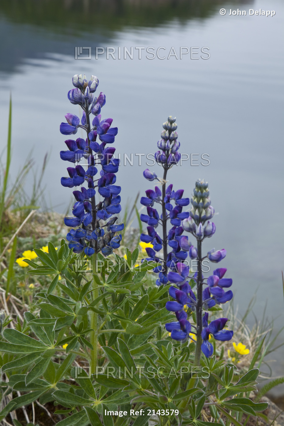 Lupine Flowers, Southwest Alaska, Summer