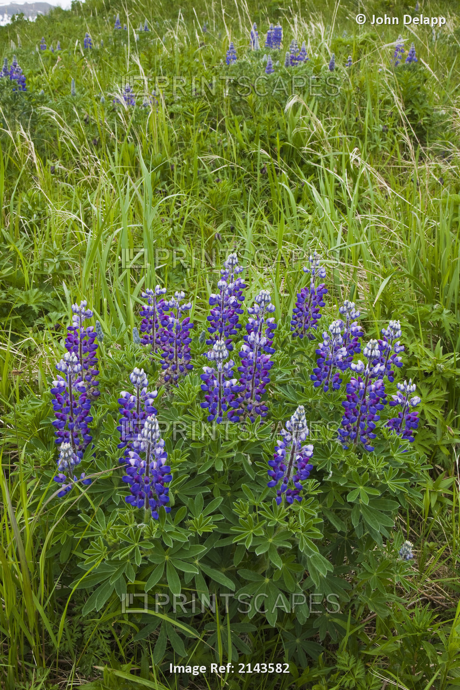Lupine Flowers, Southwest Alaska, Summer