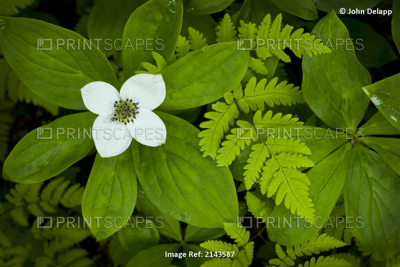 Close Up Of A Dwarf Dogwood Flower Mixed With Ferns, Turnagain Pass Area Of The ...
