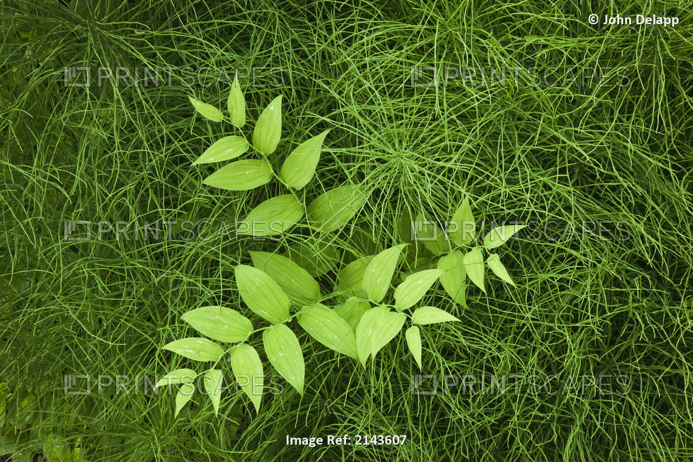 Overhead Perspective Of A Watermelon Berry Plant And Horsetail Grass Along The ...