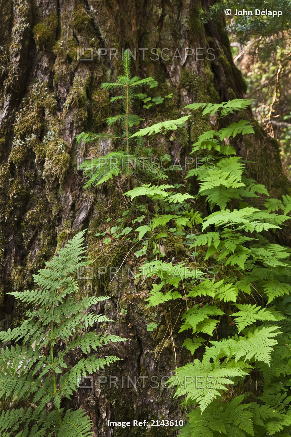 Wood Ferns And A Young Spruce Tree Grow Out Of The Base Of A Large Spruce Tree ...