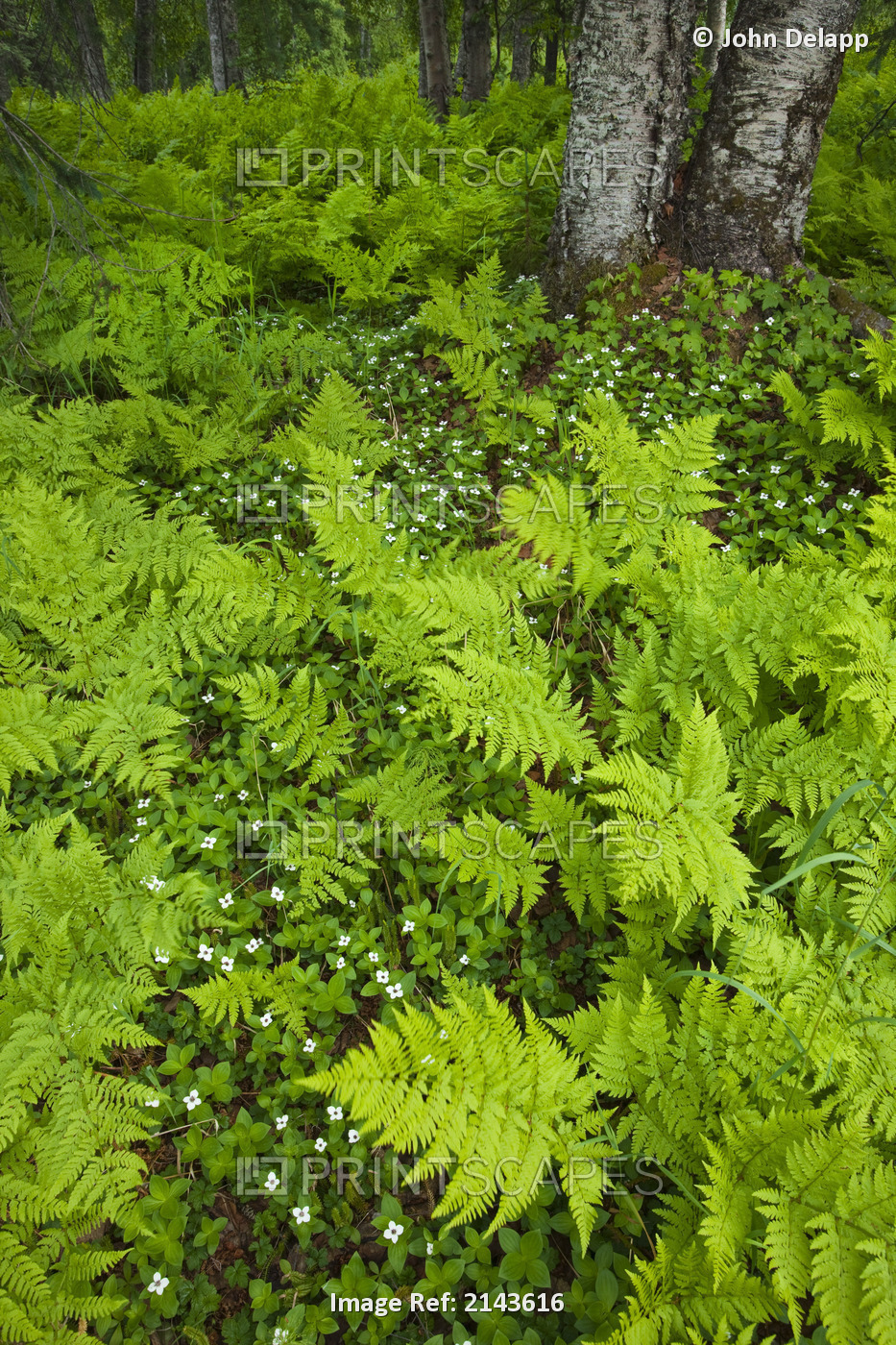 Wood Ferns (Dryopteris Dilatata) And Bunch Berry (Cornus Canadenis) Cover The ...