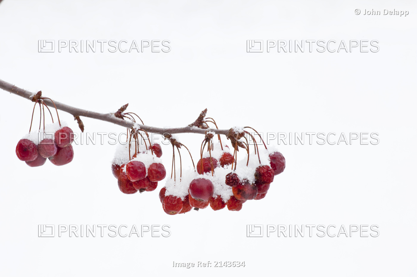 View Of Fresh Snow On Crab Apples Hanging From A Branch In Connecticut, Winter