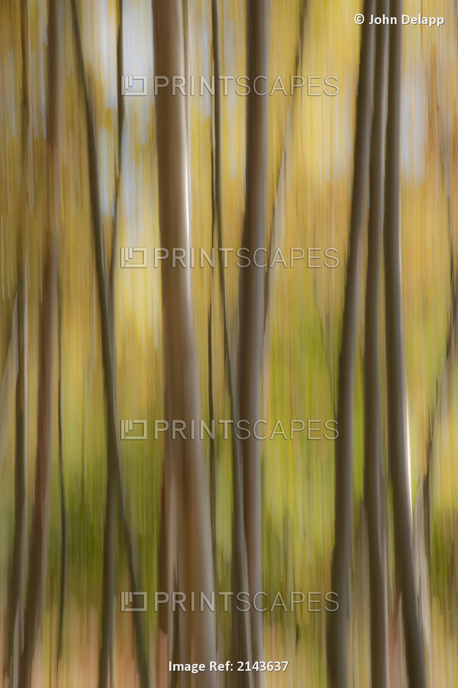 Abstract Of Birch Trees And Fall Colors, Alaska