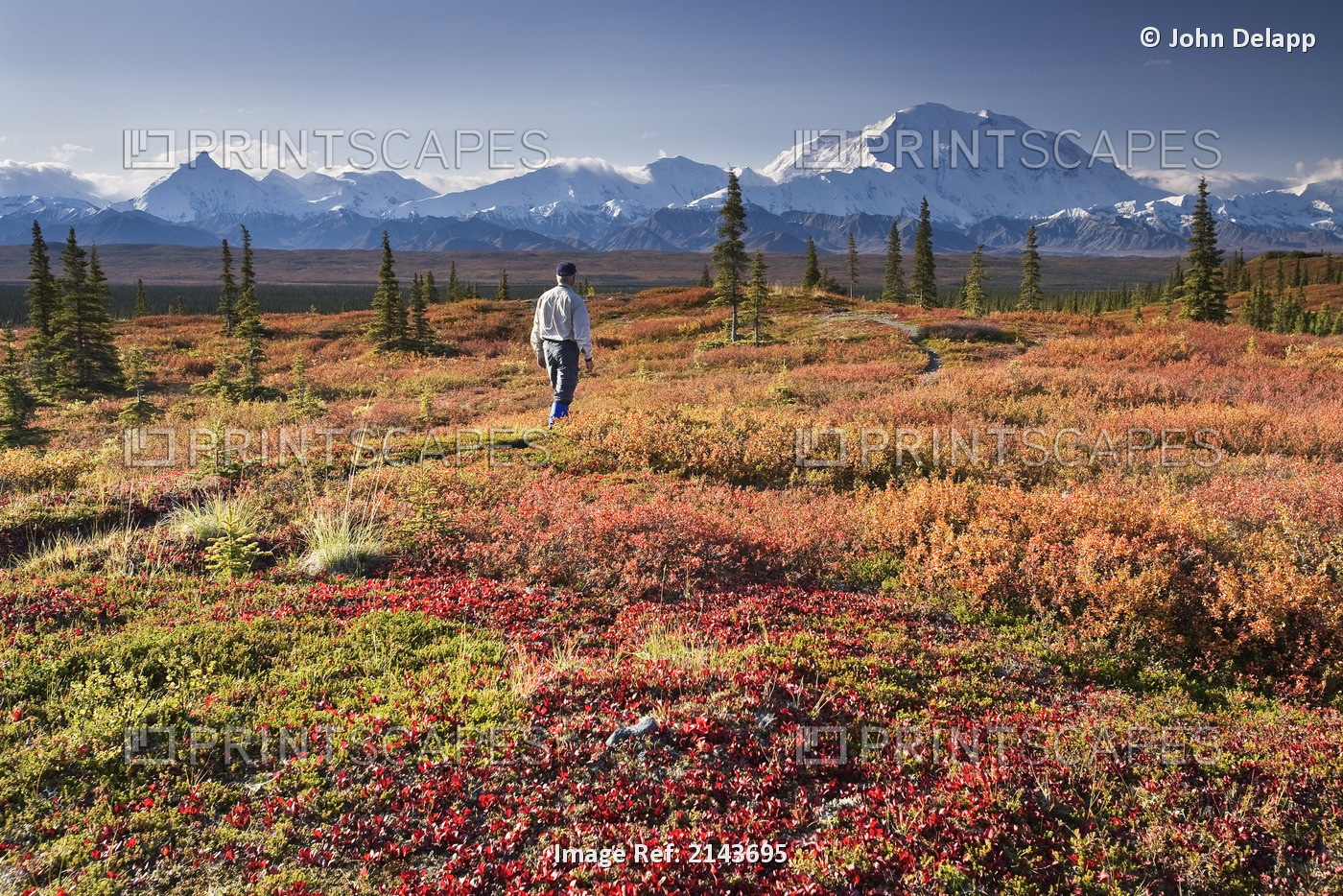 A Man Hikes On The Tundra Near The Wonder Lake Campground With The Alaska Range ...