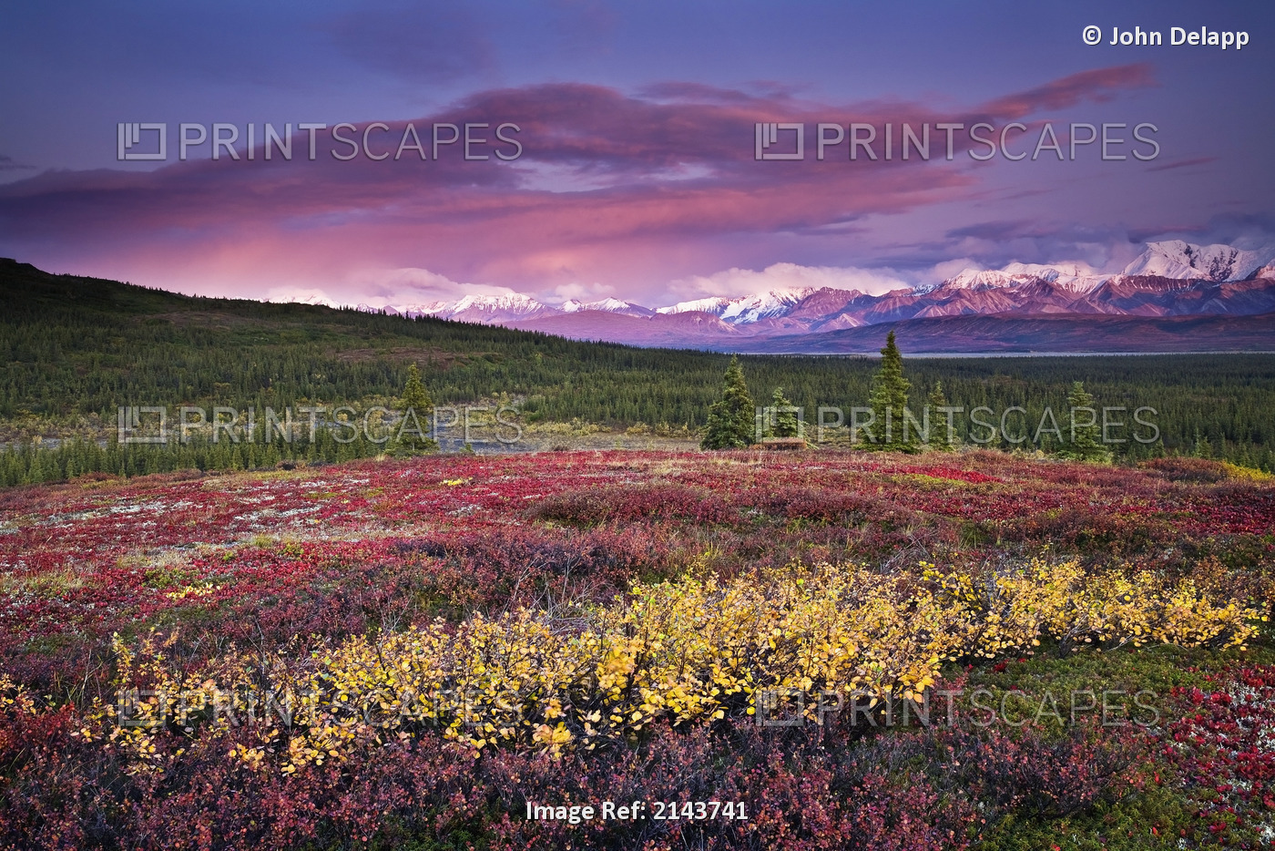 Scenic View Of Alpine Tundra With Alaska Range In The Background With Alpenglow ...
