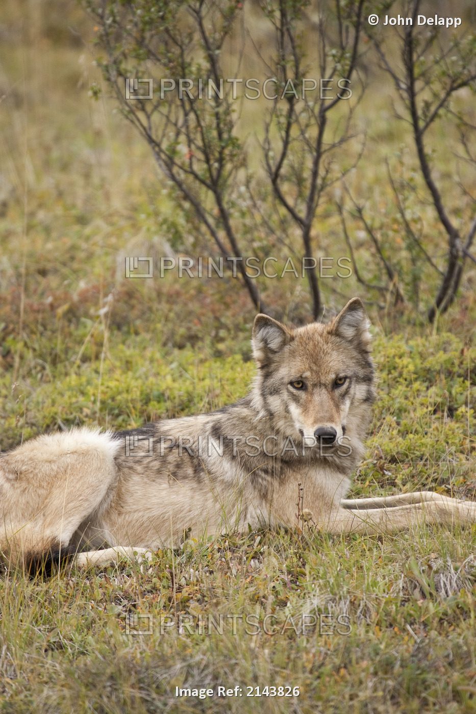 Adult Gray Wolf Of The Grant Creek Pack Resting On The Tundra At Stony Pass, ...