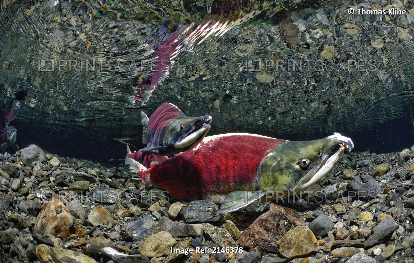 Underwater view of male Sockeye on spawning grounds, Power Creek, Copper River ...