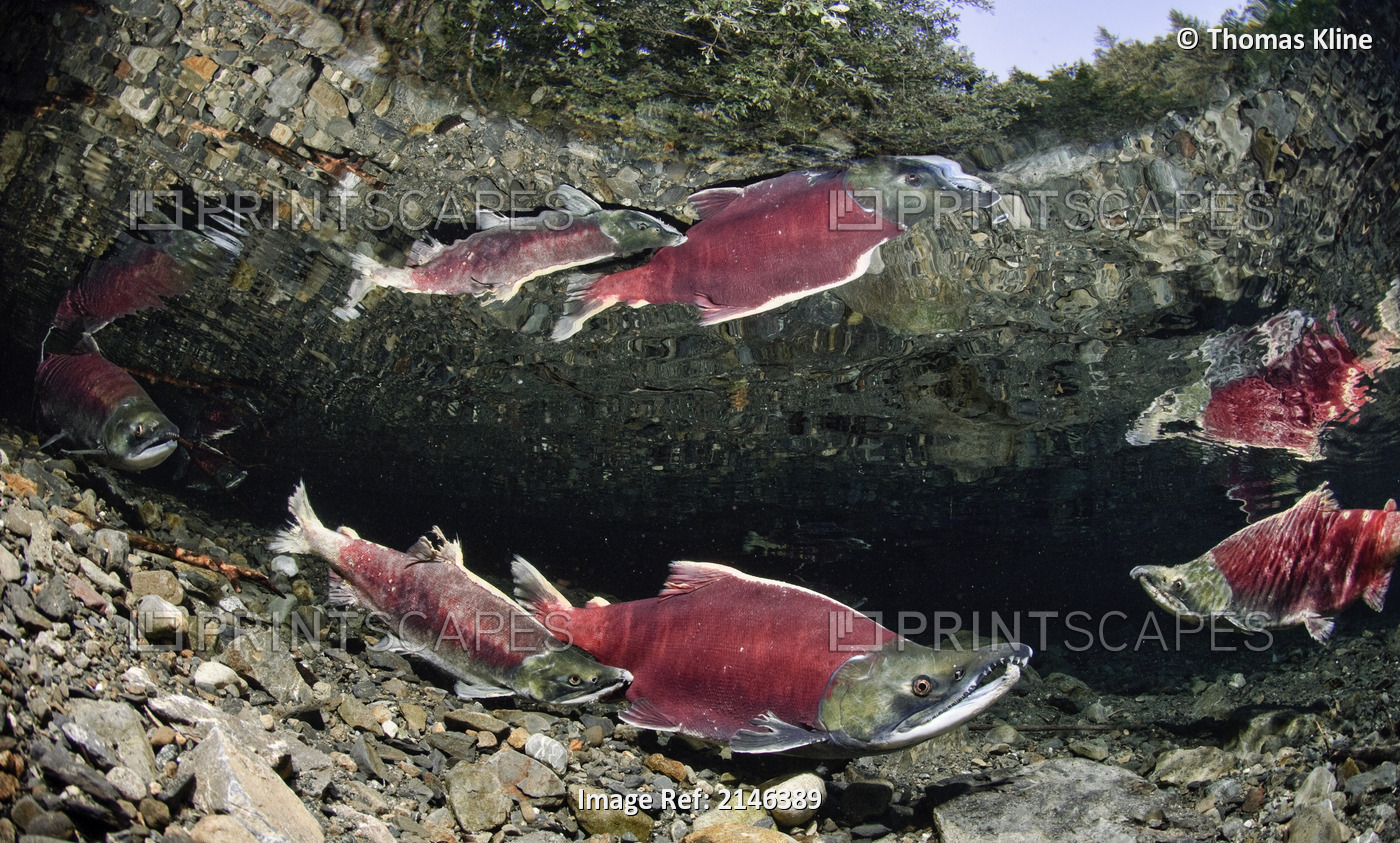 Mature jack and female Sockeye salmon paired up on spawning grounds, Power ...