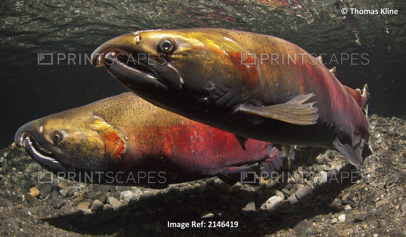 Underwater view of Coho salmon in Power Creek spawning grounds, Copper River ...