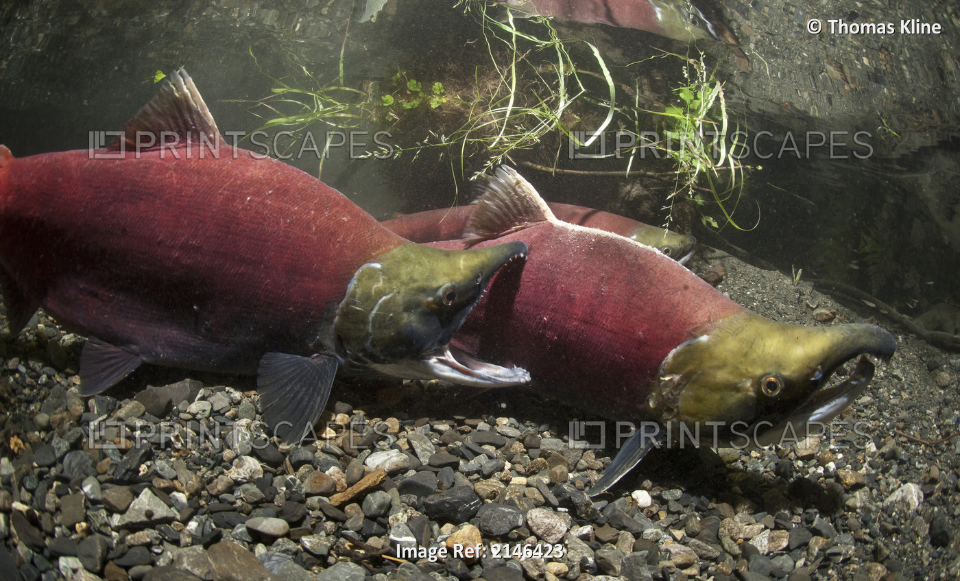 Underwater view of fighting Sockeye salmon in Power Creek spawning grounds, Copper River Delta