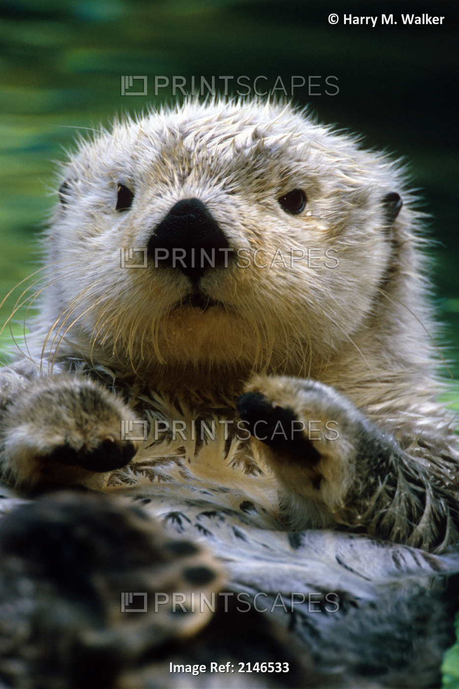 Sea Otter Swimming At Tacoma Zoo Captive