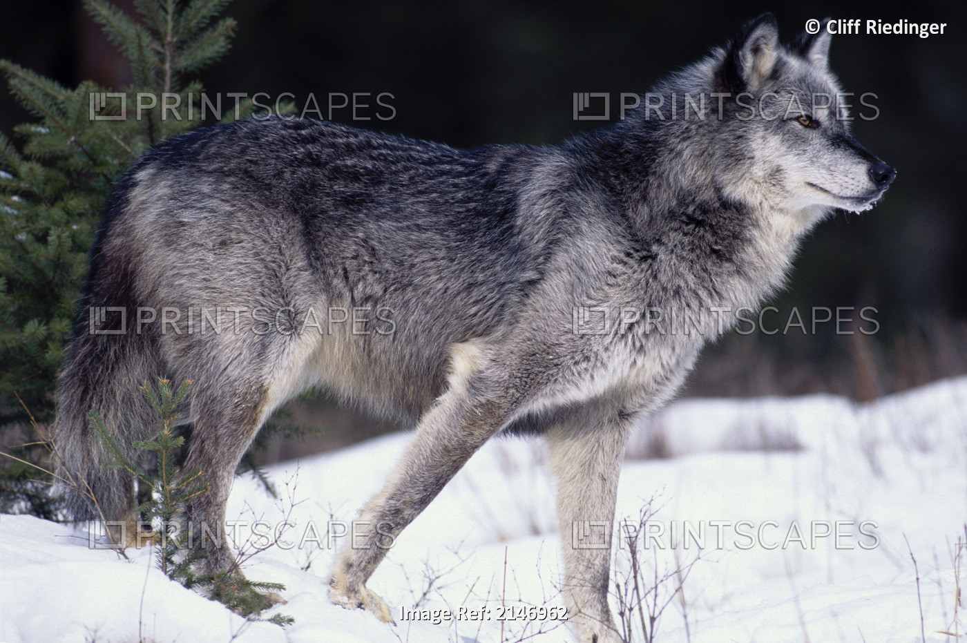 Female Captive Gray Wolf Winter Portrait