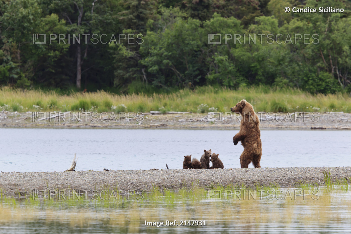A Brown Bear Sow Nicknamed Milkshake Stands On The Spit Near The Mouth Of The ...