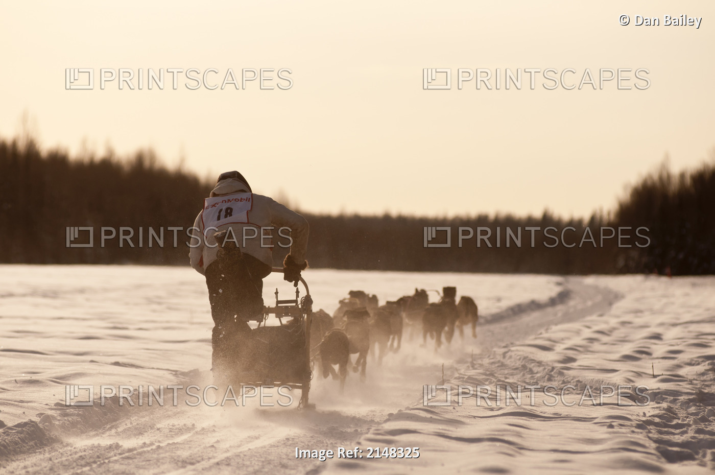 Musher Racing In An Alaska Sled Dog & Racing Association Race At Campbell ...