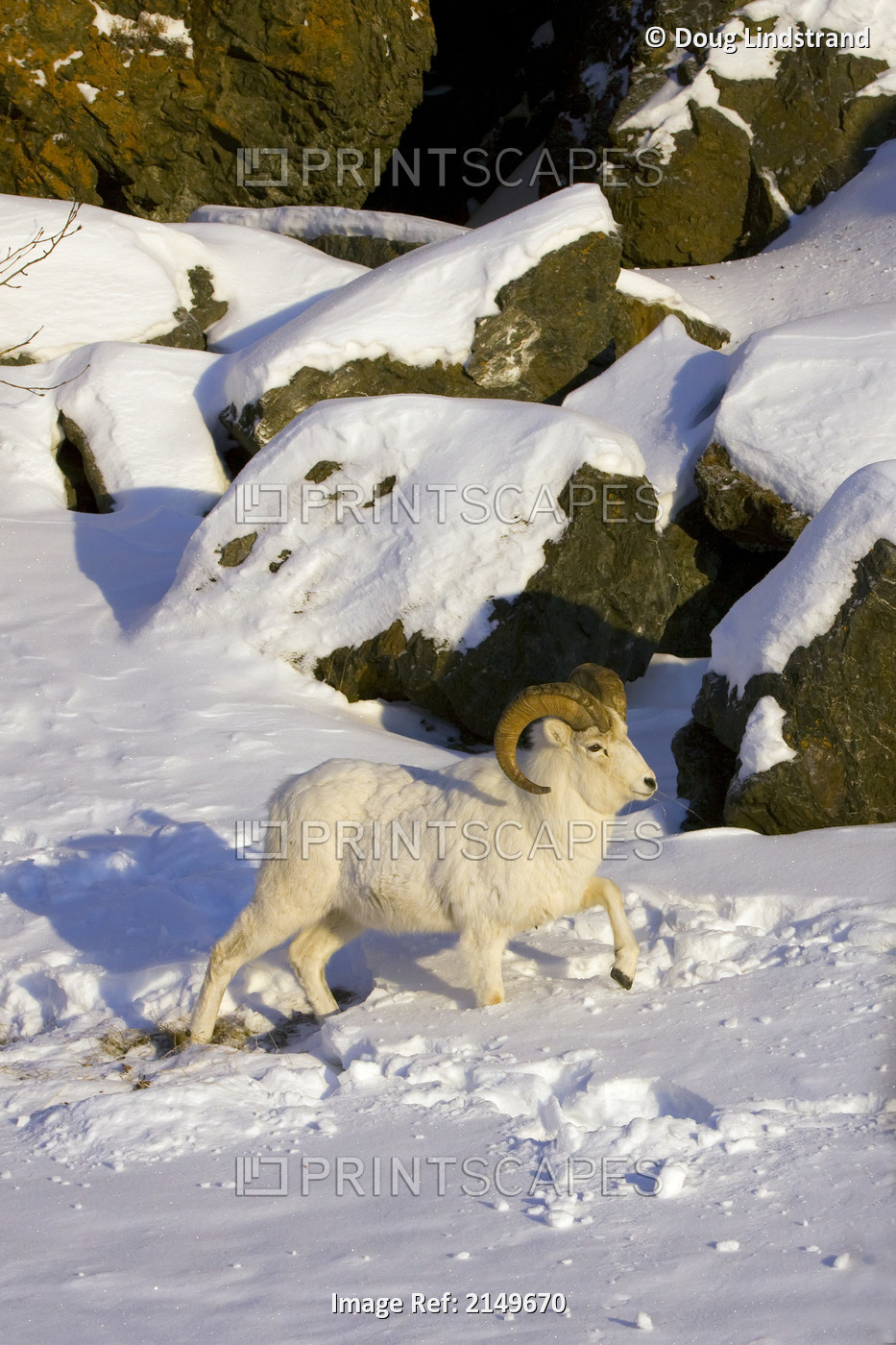 Dall Sheep Ram Walks In Deep Snow Along Turnagain Arm Near Beluga Point, ...